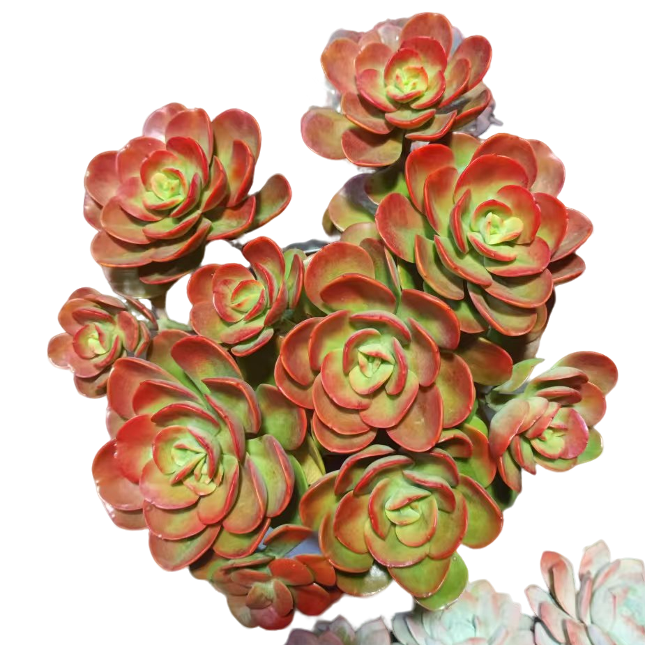 精品多肉 红梅  【好看好养】