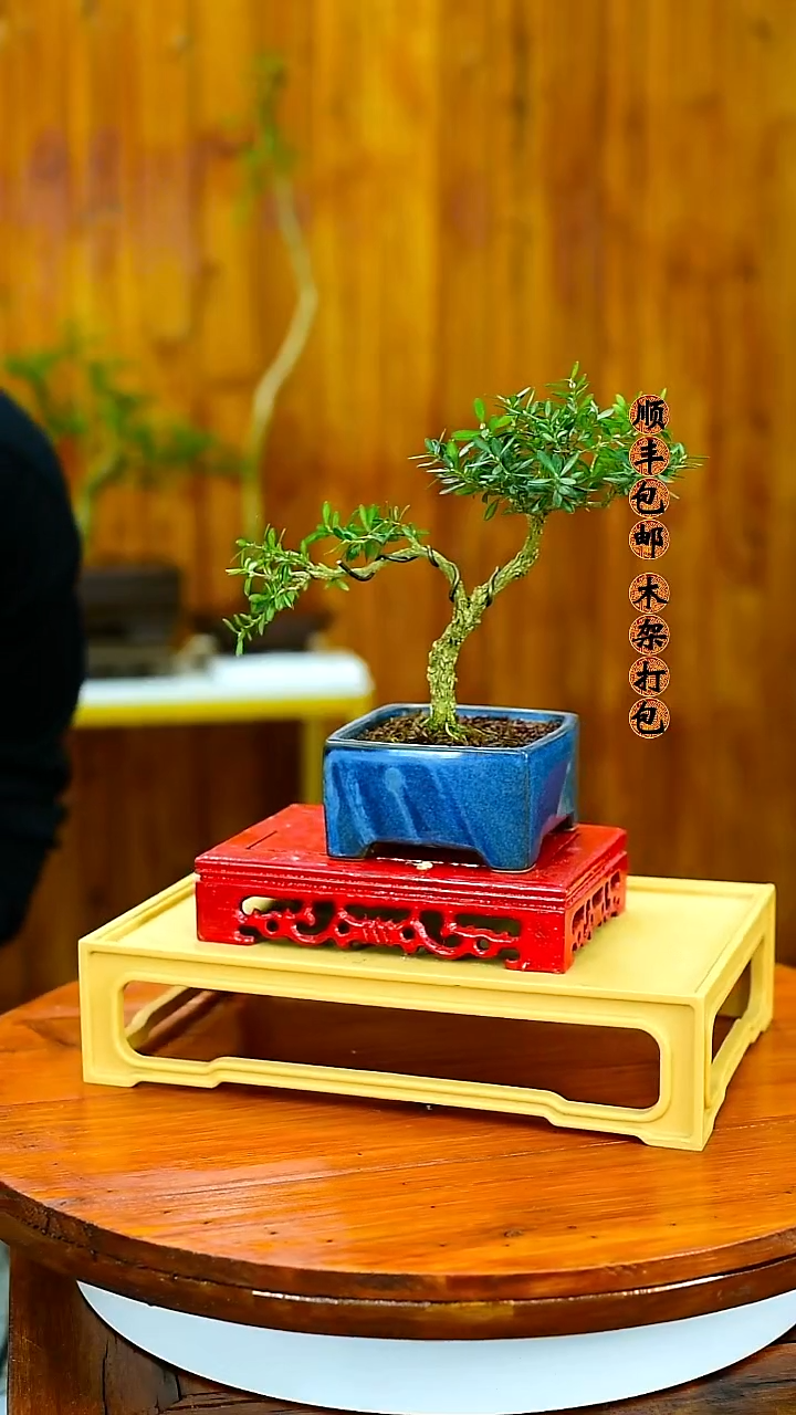 E***y福建闽江雀舌皱皮黄杨