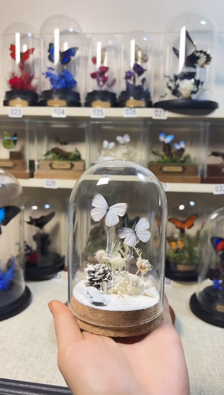 ꉂ****੭大自然真实的蝴蝶标本