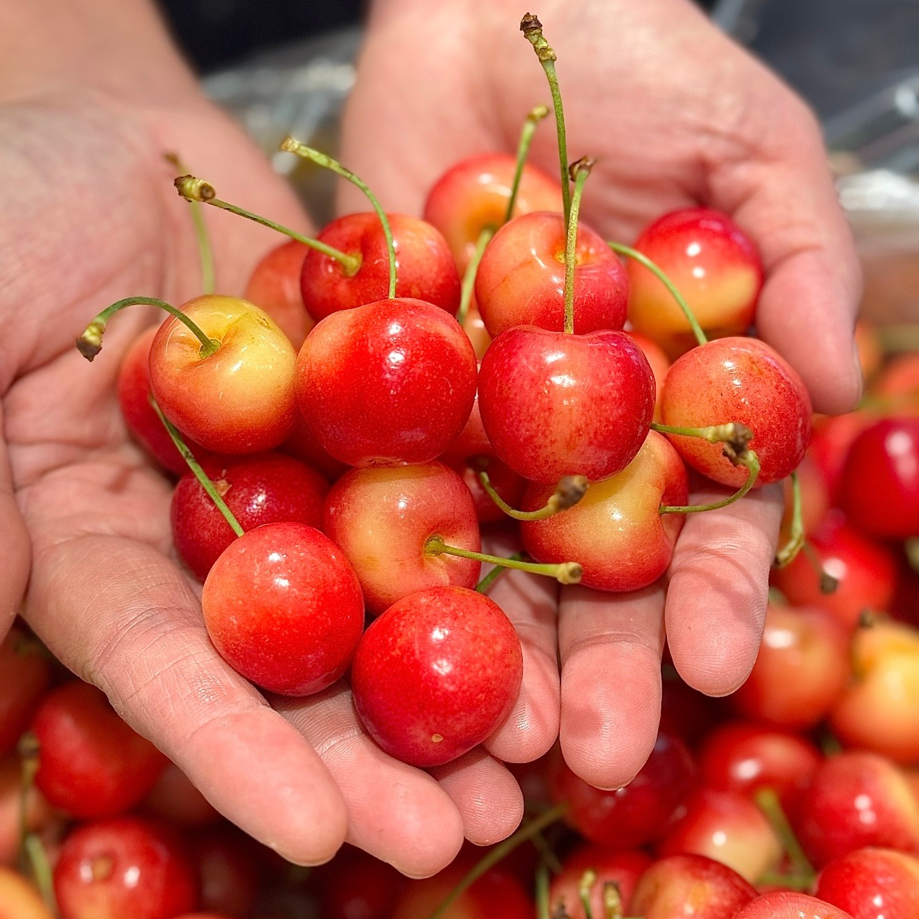 【顺丰包邮】智利空运雷尼尔黄车2J-5J原版原箱4.4斤，内附果径卡