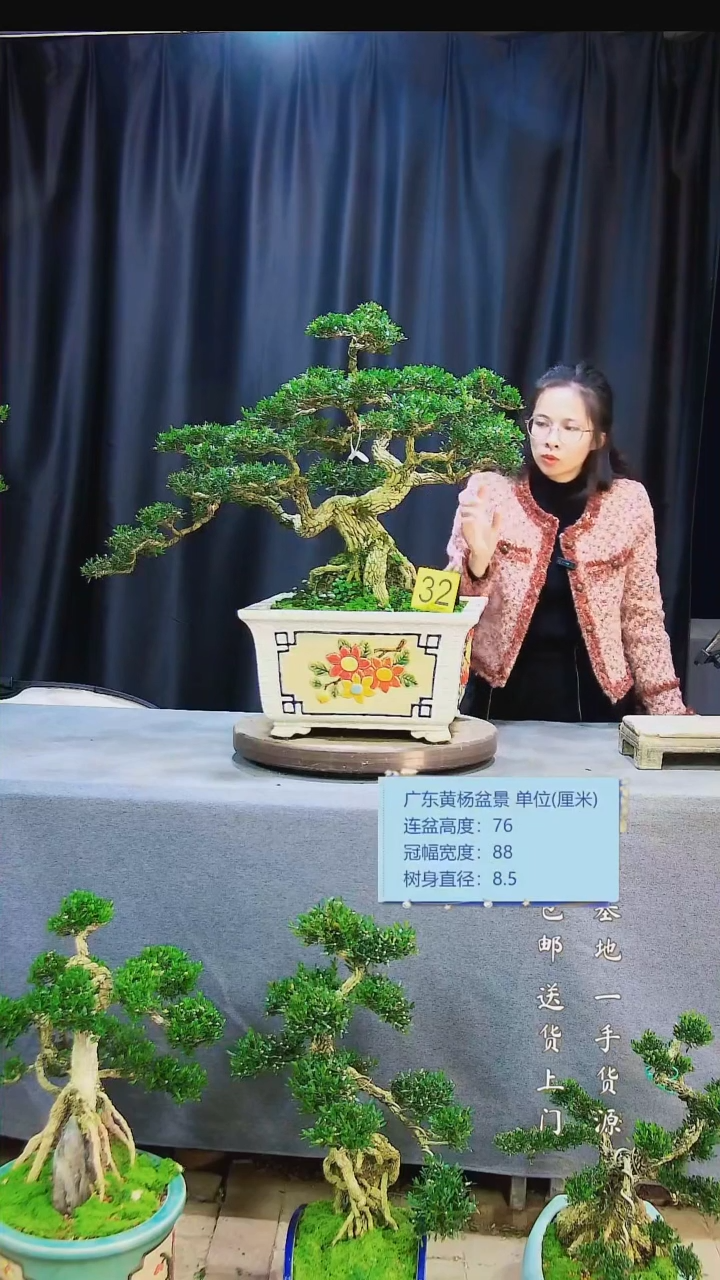 【闪购商品】雀舌黄杨盆景雀舌黄杨盆景