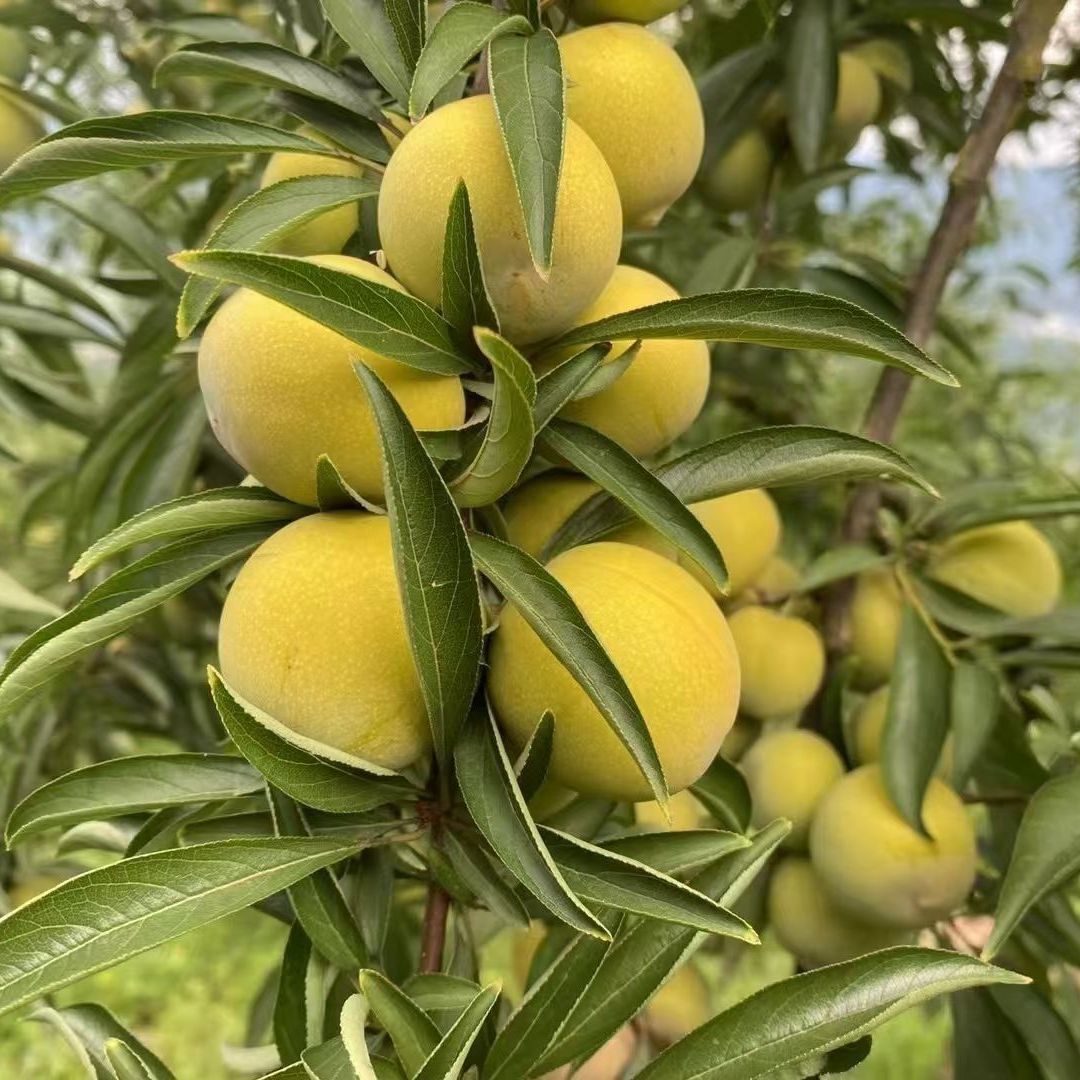 青脆李四川脱骨李巫山脆李空心李子夏季水果重庆新鲜水果现摘现发