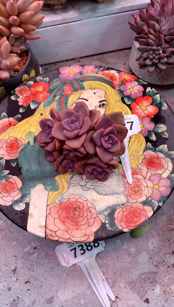 彩虹糖7387（一物一拍，精品多肉，w所见即所得 ）