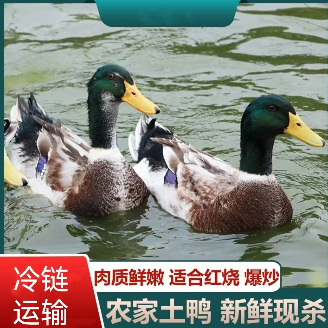 【2】农家放养土鸭子 2只毛重10斤多 净重6-7斤 非老鸭 冷链运输