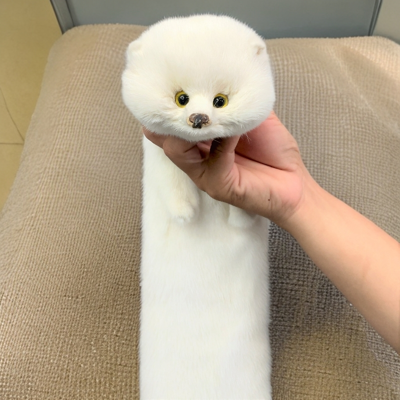 水貂围脖保暖摆件饰品多种颜色