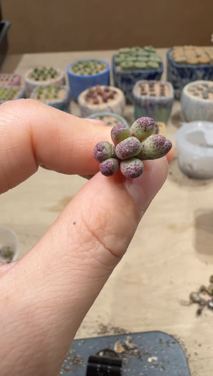 13-148多肉植物肉锥