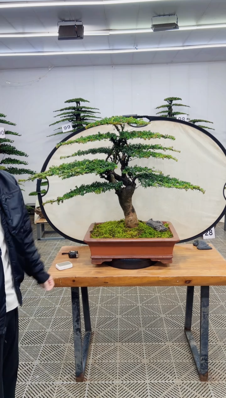 无花朵造型盆景一物一拍