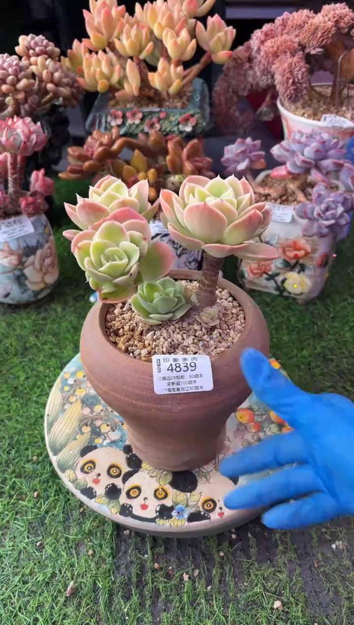 昆明印象多肉4839