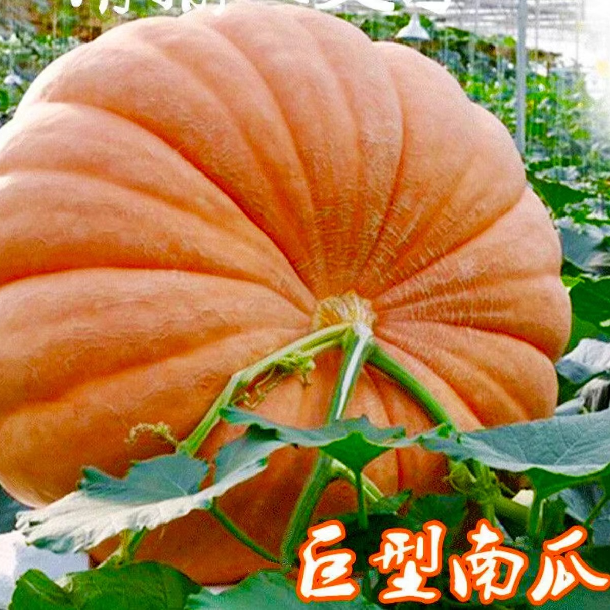 巨型南瓜种子蜜本奶油贝贝南瓜种籽阳台庭院菜园四季蔬菜种子大全