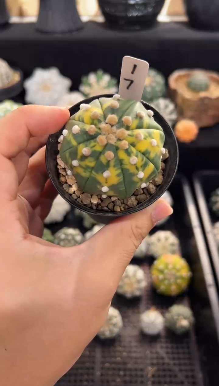 海星锦实生编码17