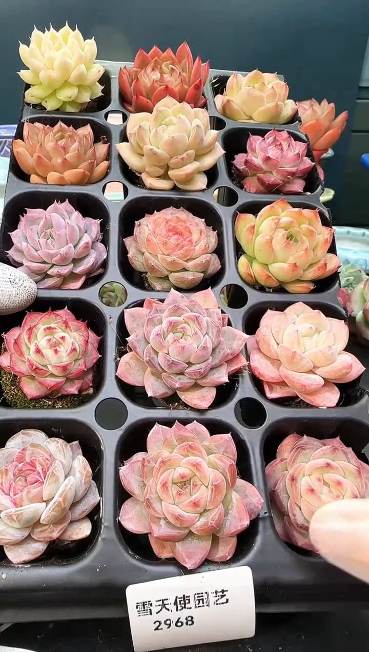 2  968 多肉15   颗