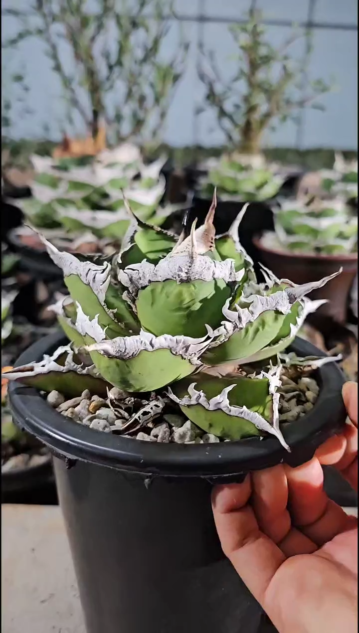 狼人：8折价 基因保证 非组培 次日发货