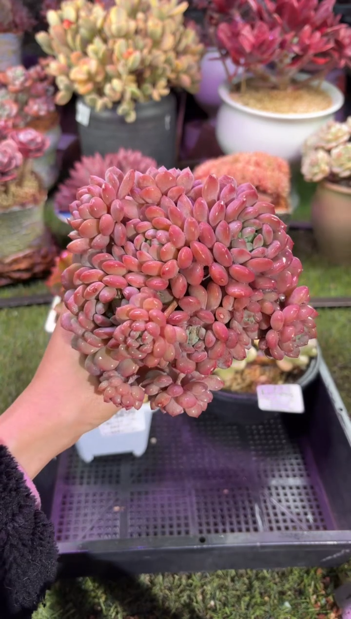 【闪购商品】03500