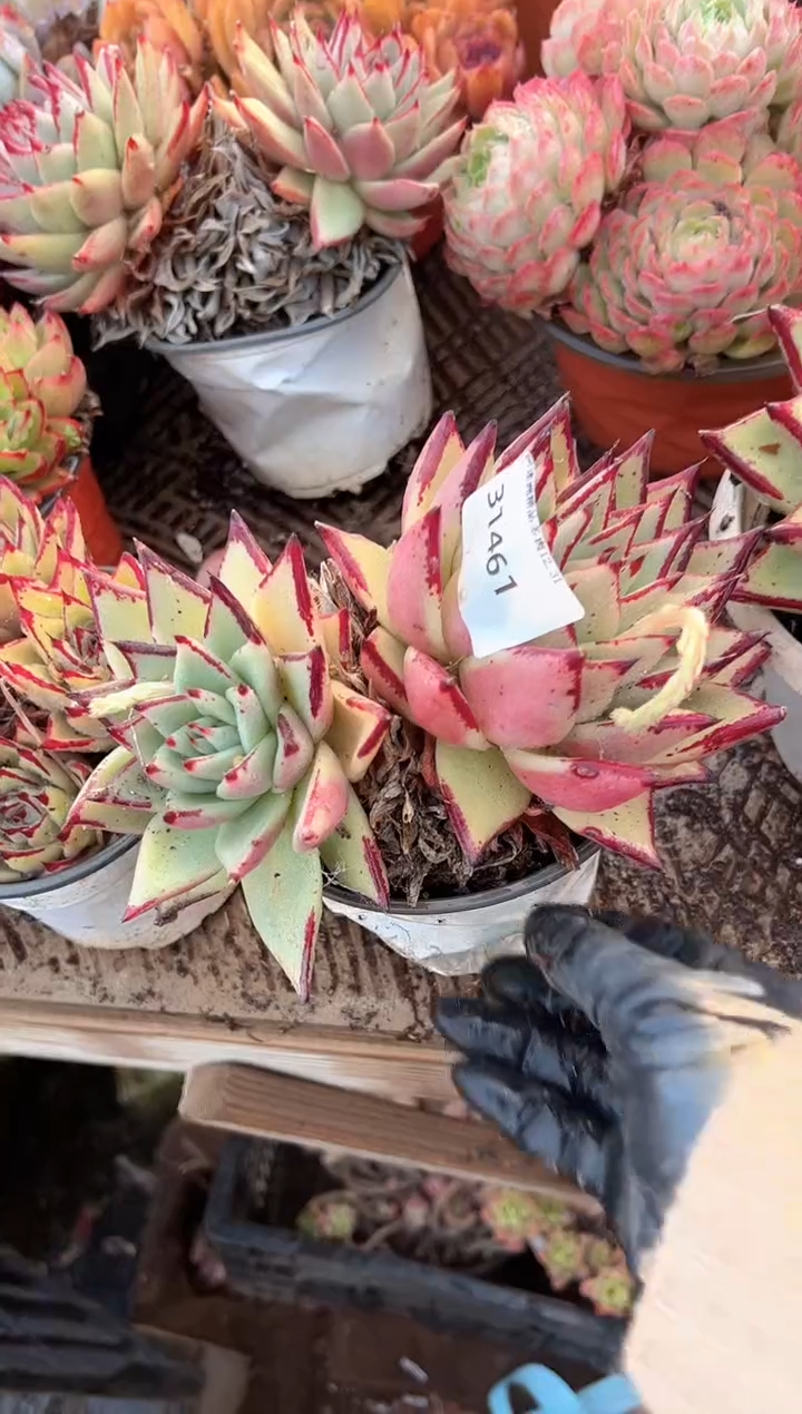 夏*多肉植物一物一拍31461