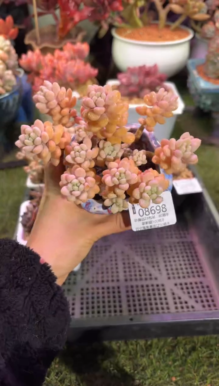 【闪购商品】08698