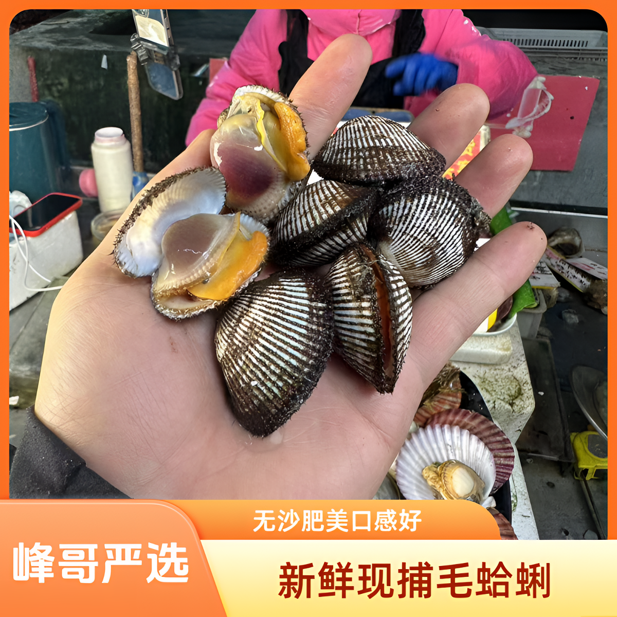 贝自由鲜活无沙毛蛤蜊新鲜海鲜（2斤送1斤/3斤送2斤）顺丰3斤/5斤装
