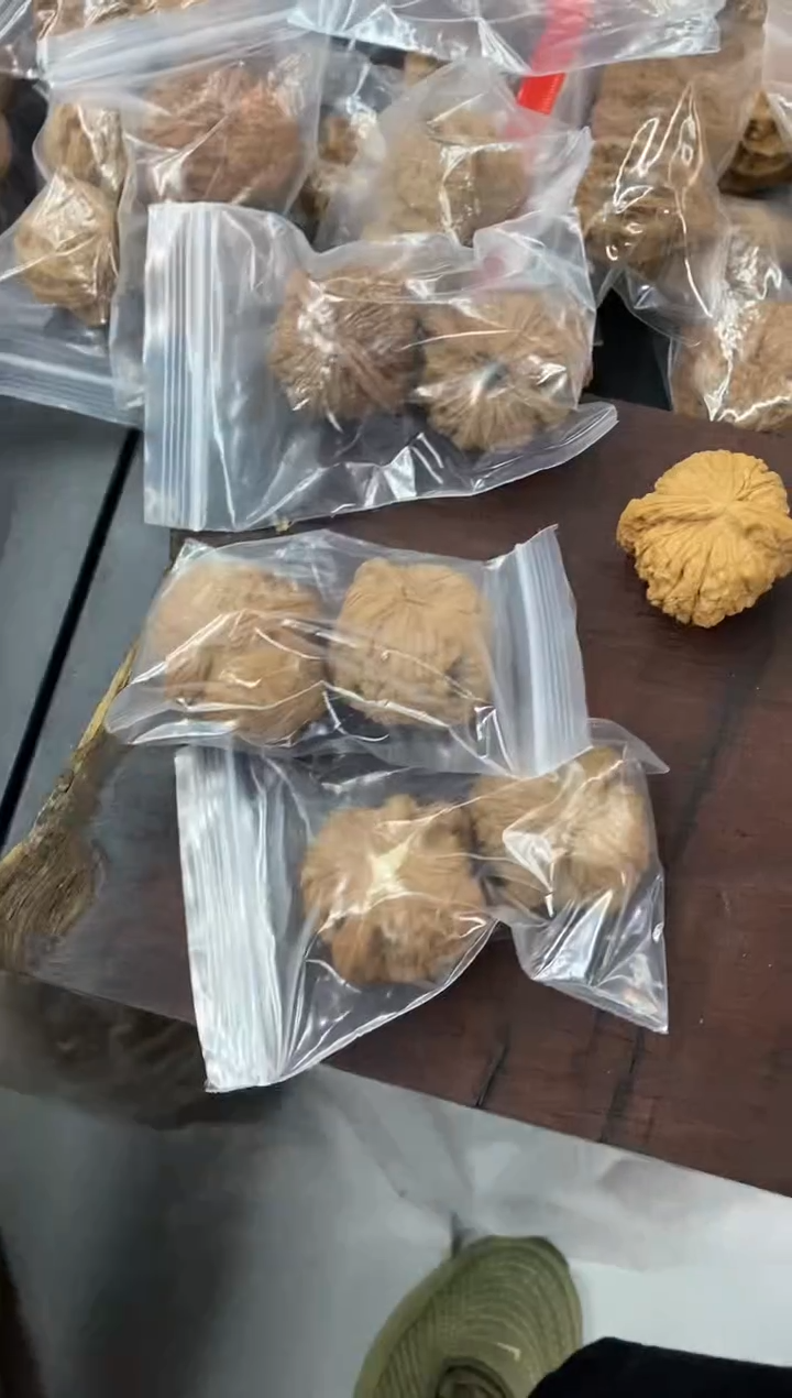 核桃【白狮子42尺寸】仅4单!