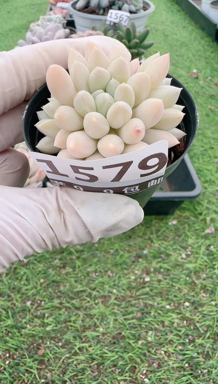 【闪购商品】信福多肉一物一拍