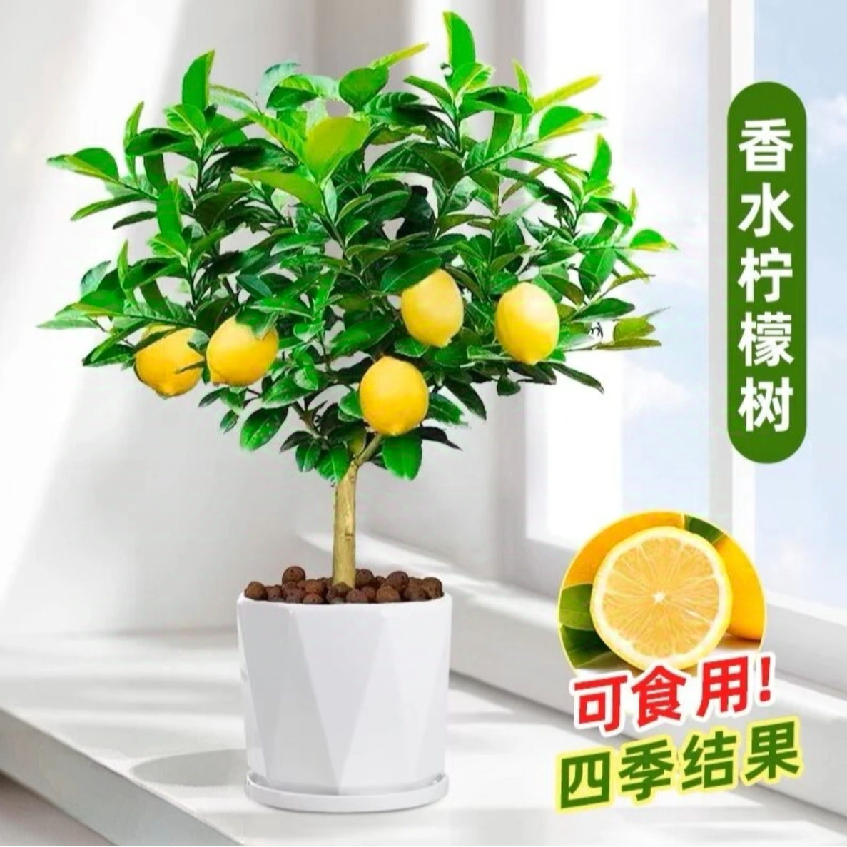 香水柠檬树苗盆栽带果室内外种植四季好养柠檬树果苗
