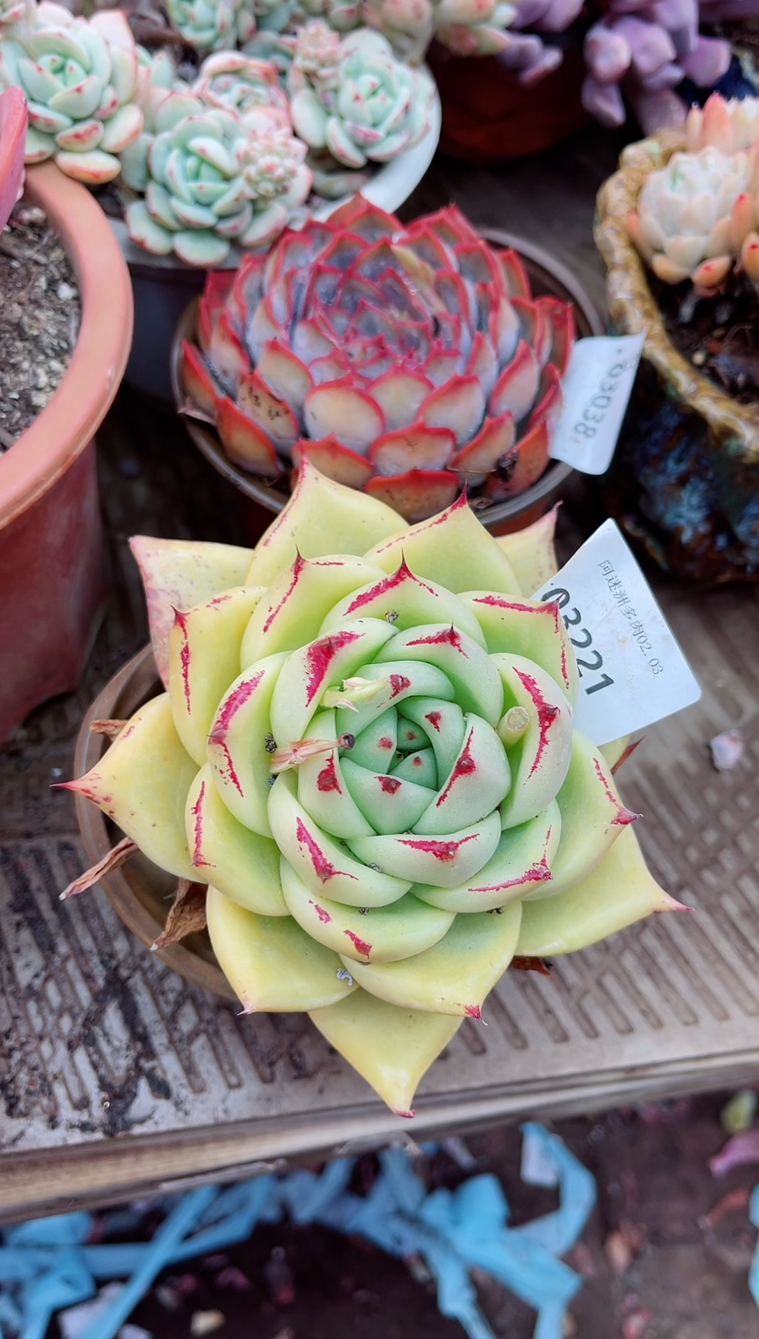 【闪购商品】03221