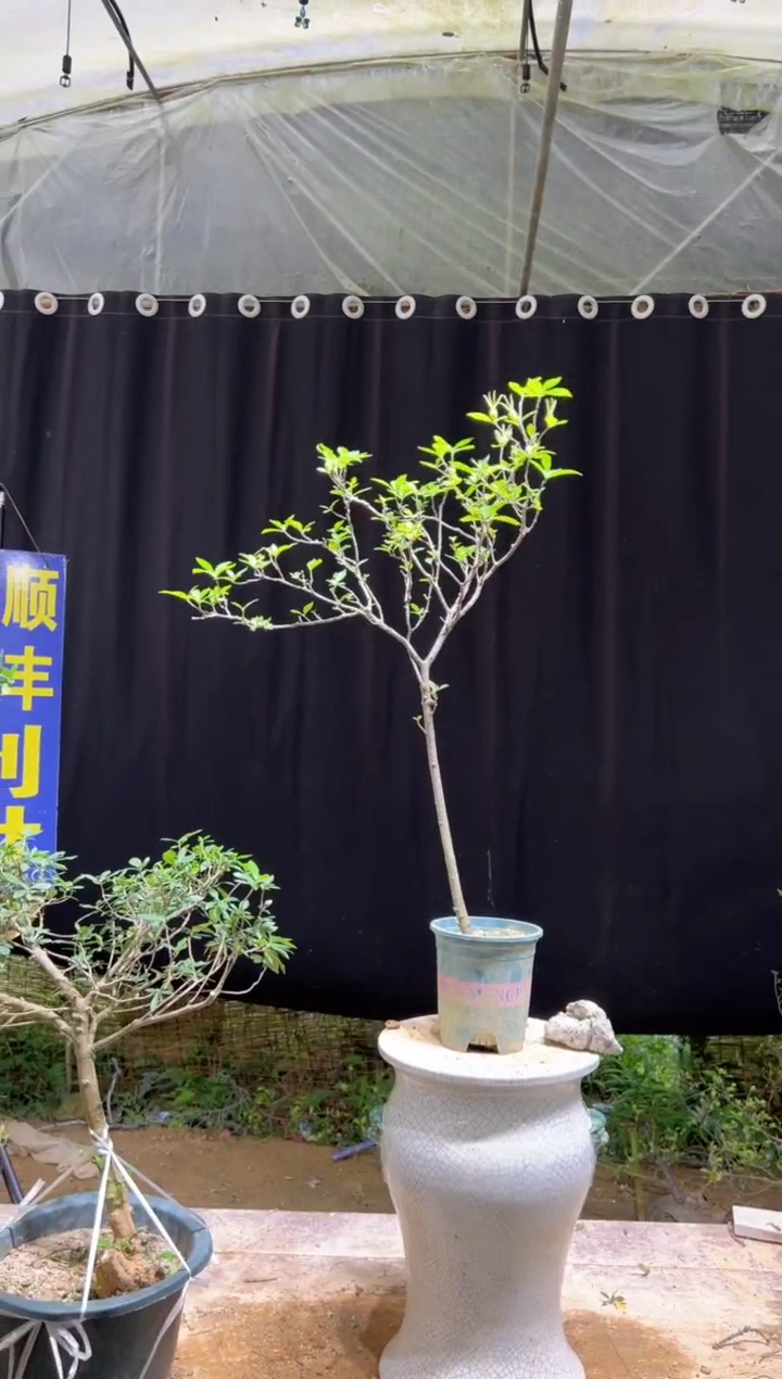 当前无花朵，栽培后可花朵江***飘海岛栀子花