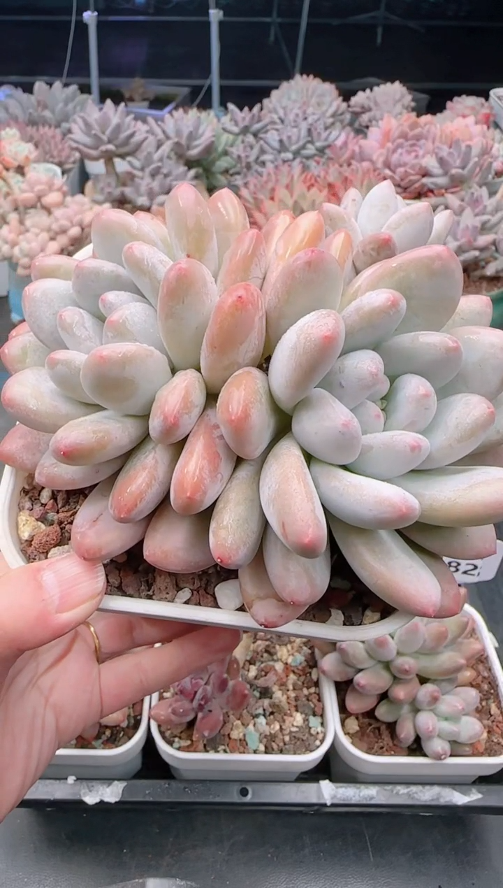 【闪购商品】8185新香水