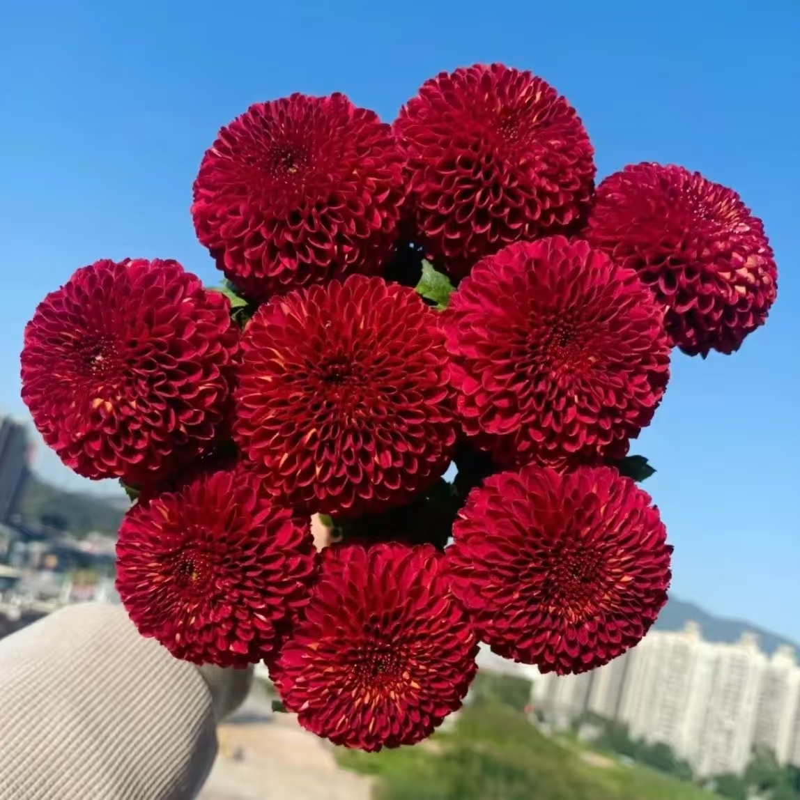 A级稀有红色乒乓菊鲜切花