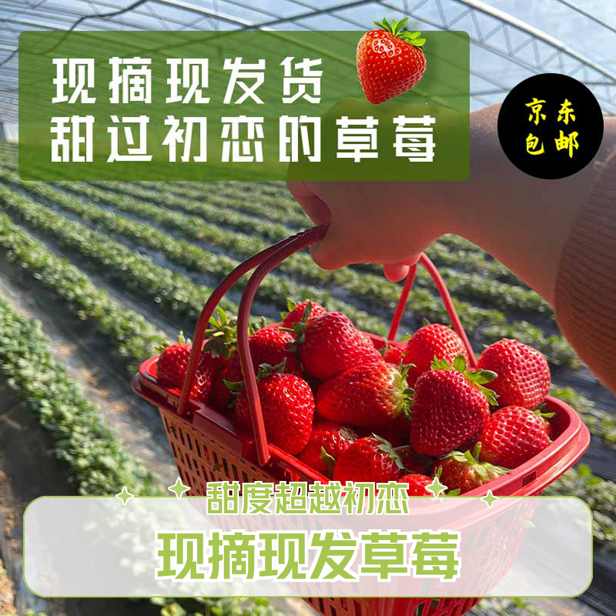 【现摘现发次日达】久香奶油草莓新鲜水果送礼礼盒装红颜奶油甜宝草莓九九奶油草莓丹东草莓草莓