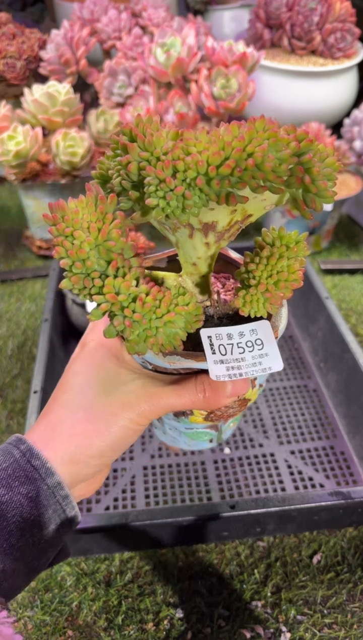 【闪购商品】07599脱土带盆