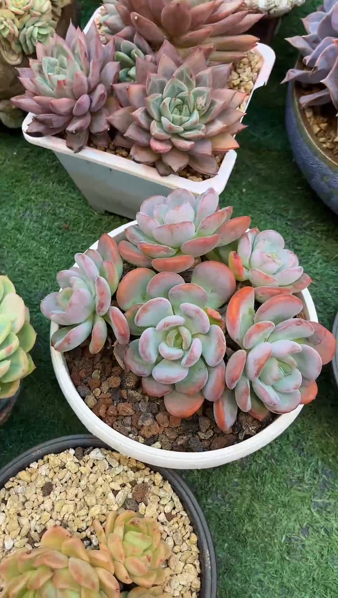 香橙  满20包邮发货哦