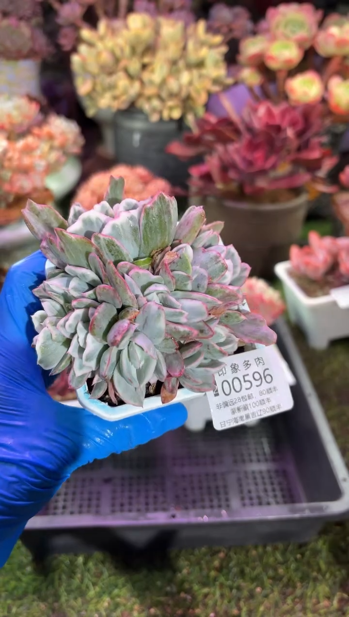 【闪购商品】00596