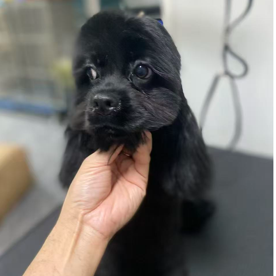 双血统纯黑色美卡妹妹