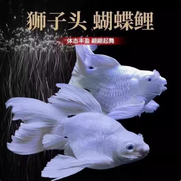 精品蝴蝶鲤台系  短身 球体 观赏鱼