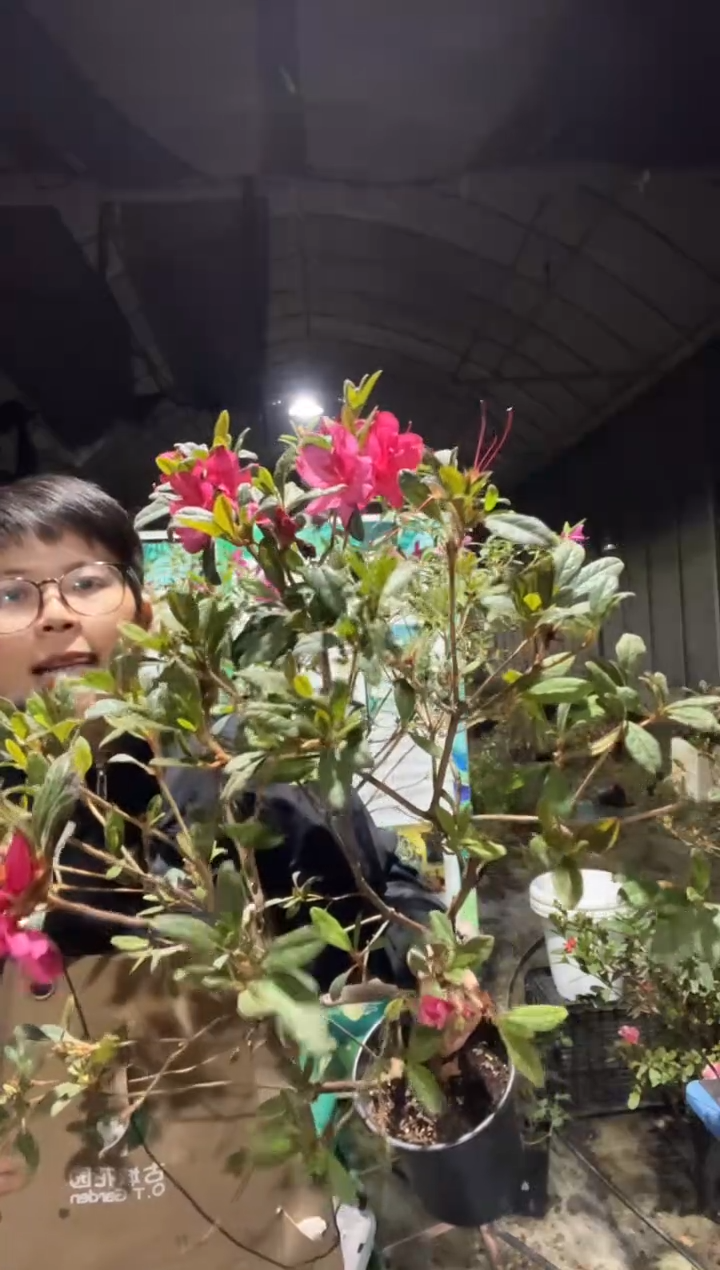 日舞多季节开花杜鹃1加仑盆栽