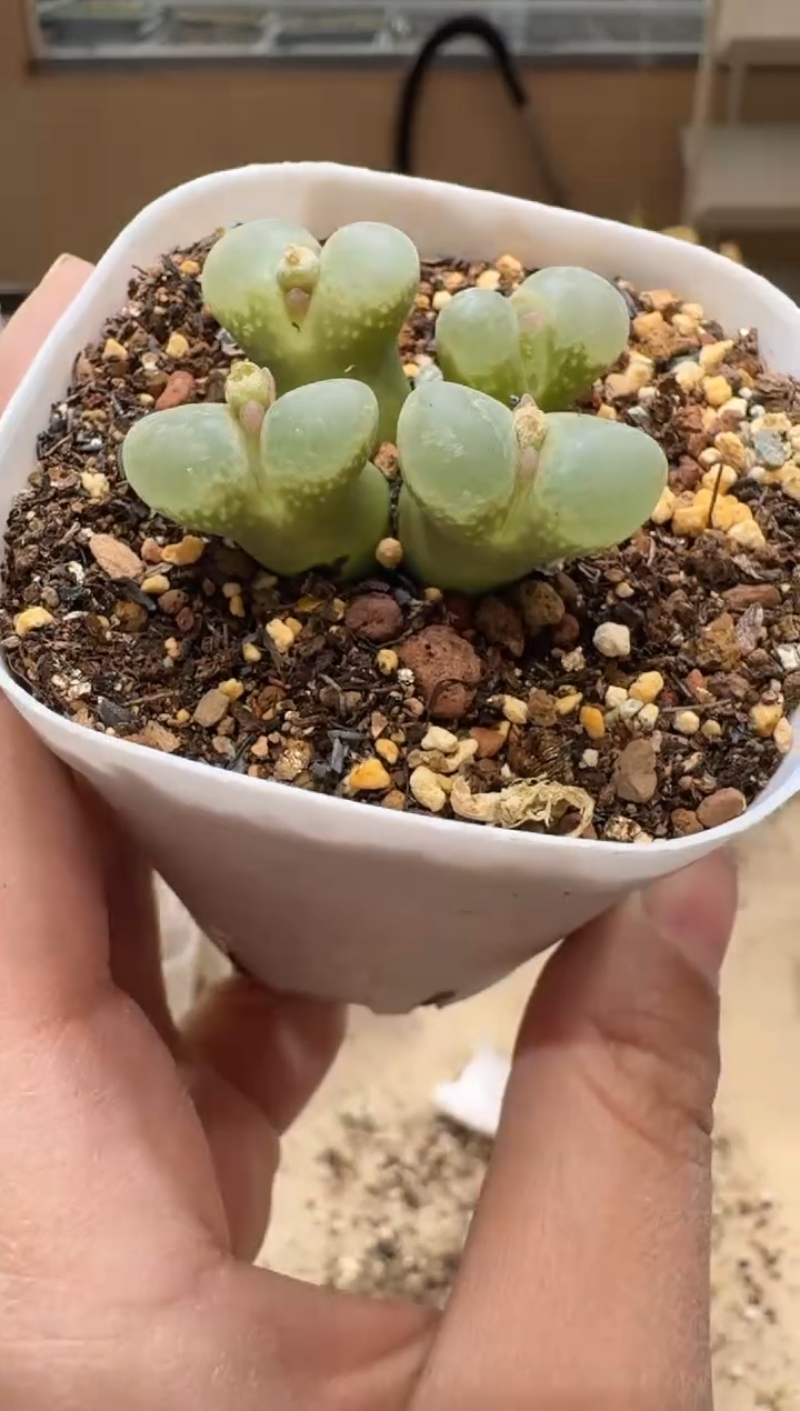 多肉植物肉锥3-284