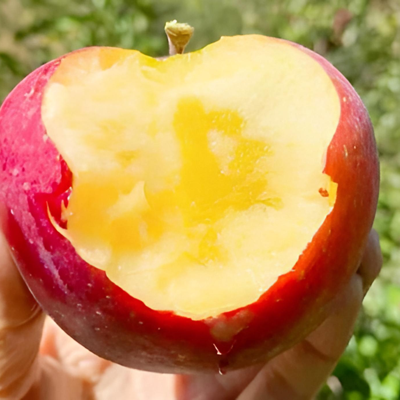 云南昭通冰糖心丑苹果现摘现发