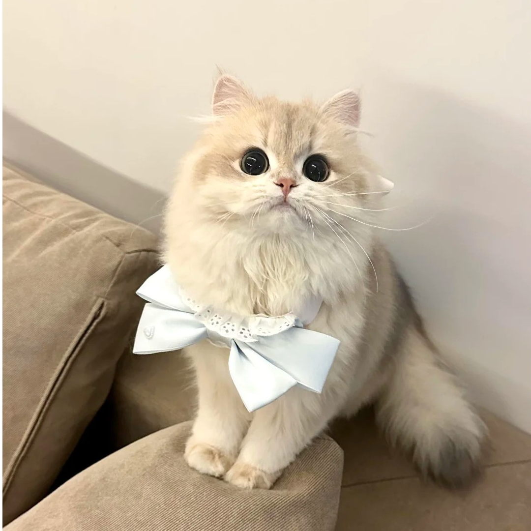【小燕萌宠】宠物活体猫咪直播专用链接