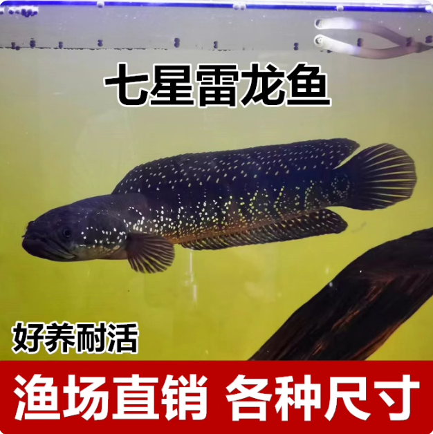 七星雷龙鱼淡水冷水观赏鱼苗鲜活耐养适合新手养殖