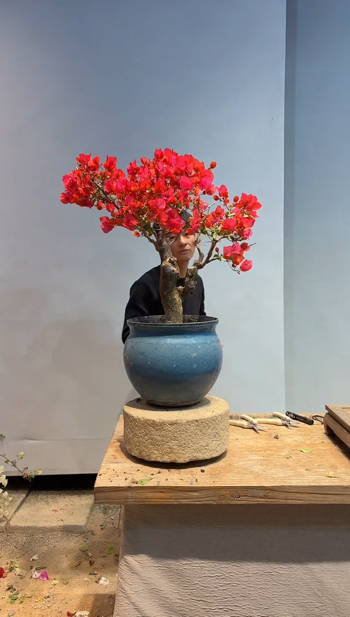 以实际为准三角梅93