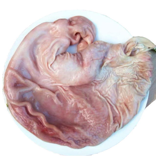 rt顺丰冷链【拍2斤送1斤到手3斤】猪肚到手4至5个左右 生鲜速冻