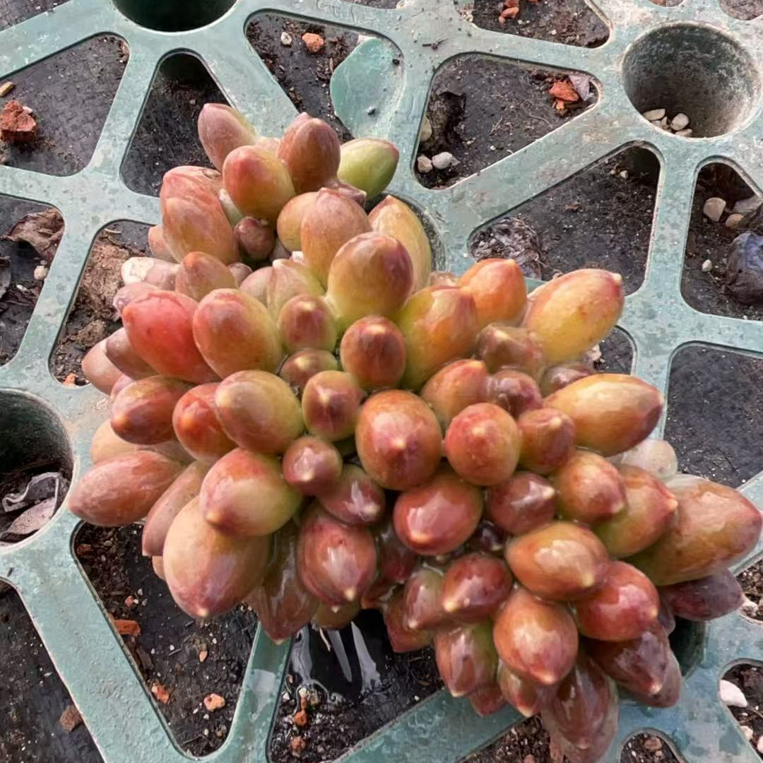 千代田缀 多肉满18包邮