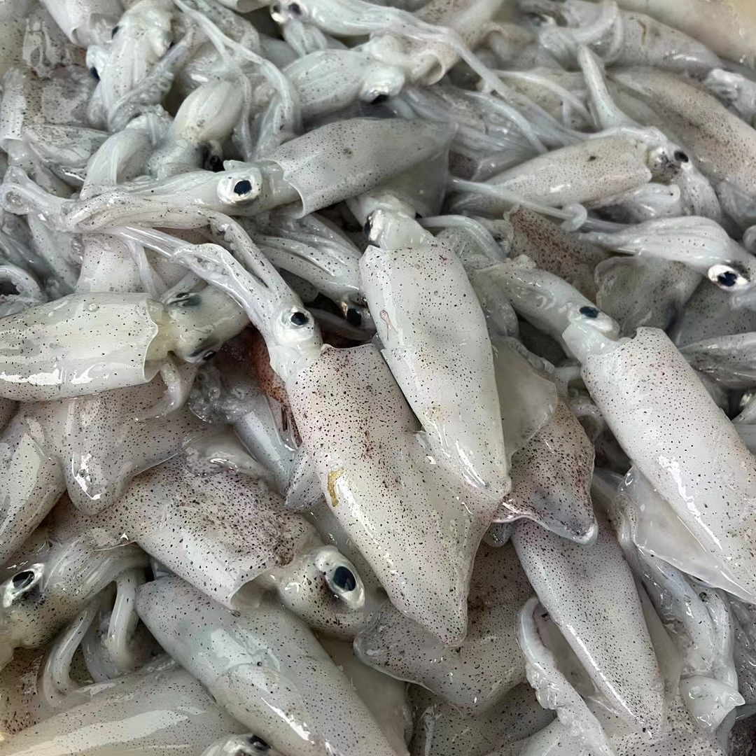 舟山本港小鱿鱼小管鱿鱼