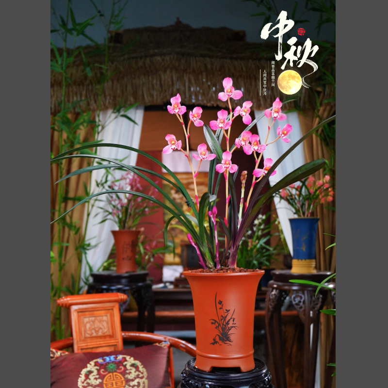 建兰 铭品 [红草红荷]  带花苞配紫砂花盆种好室内好养兰花
