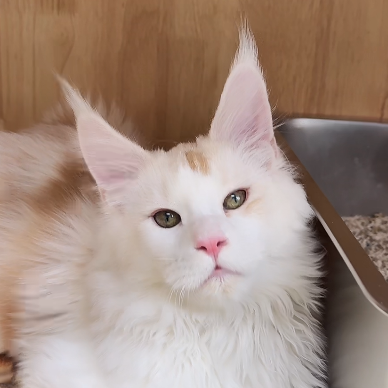 来了姊妹-凯米尔加白缅因猫 弟弟 J25