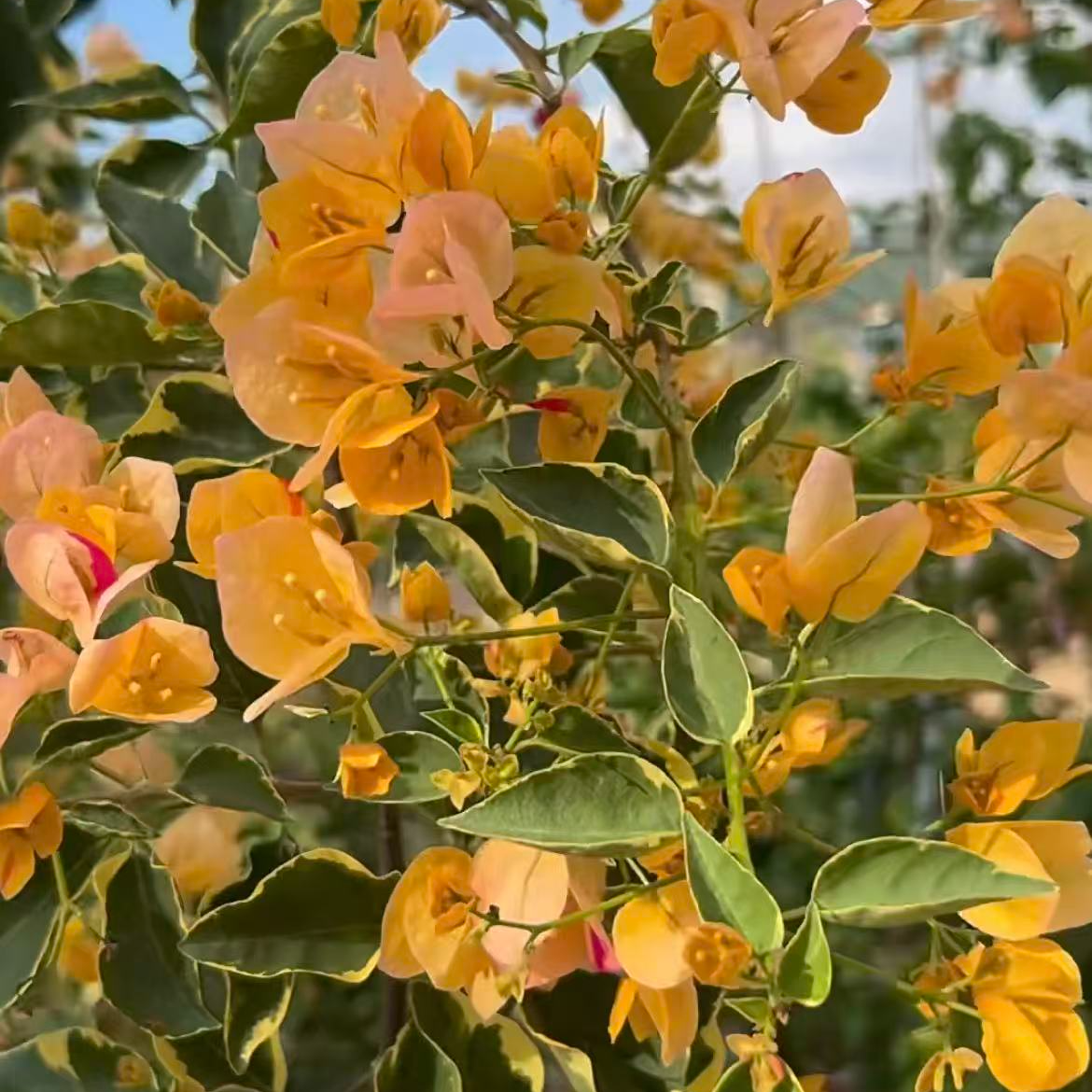 【黄马斯】三角梅四季开花爬藤室内外好养易活易花