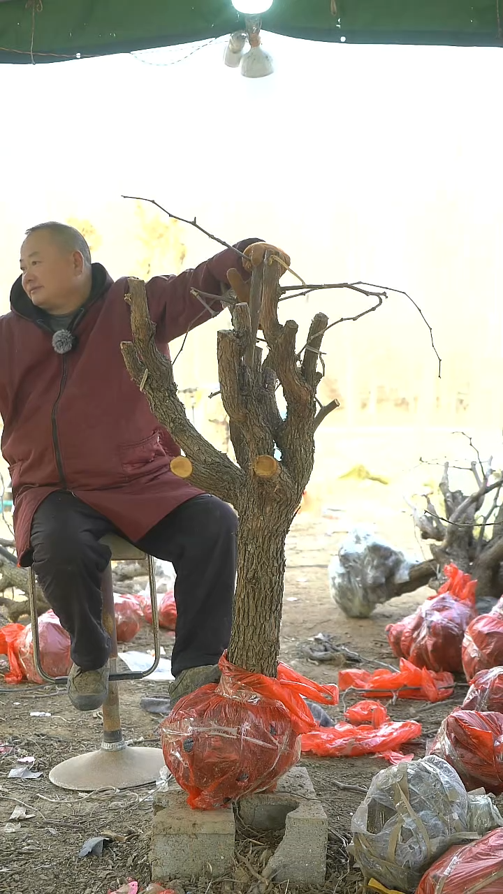 完全开放枣树839