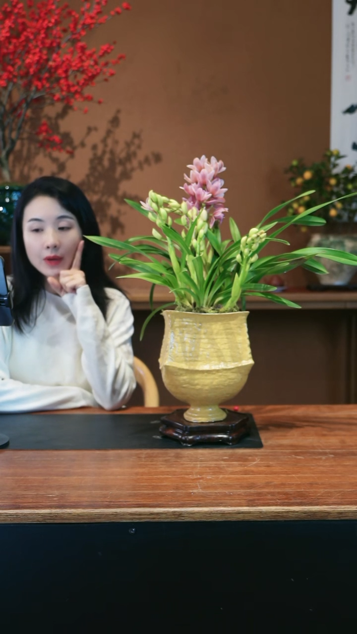 全部花朵樱花盆景盆景盆景