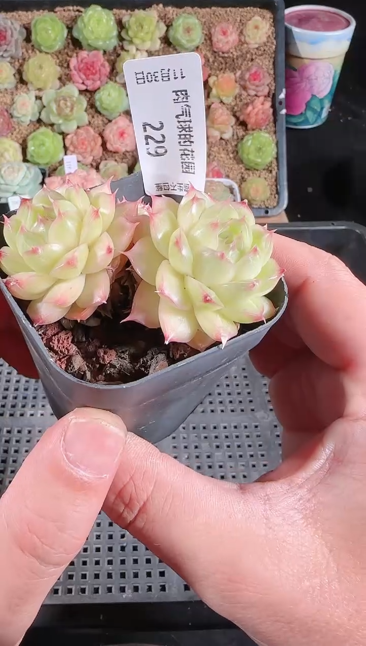 1130-229多肉群生不包整