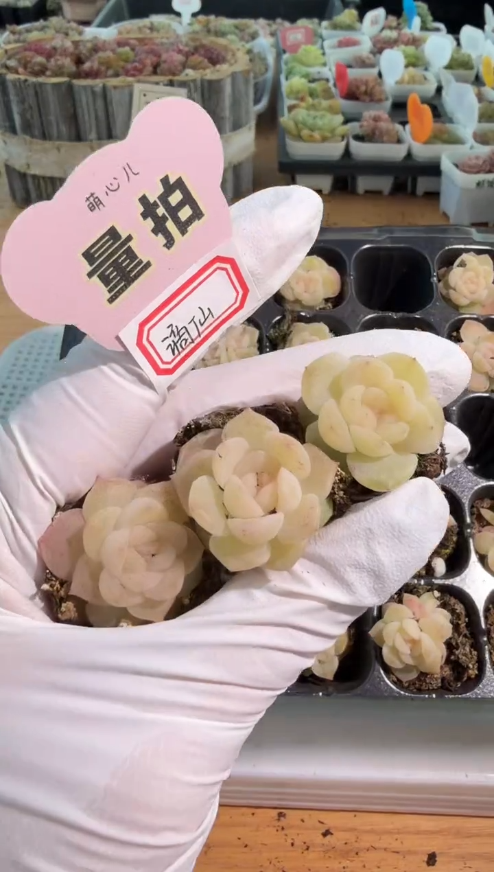 谪仙单双混 3颗量拍混发 满9.9包邮