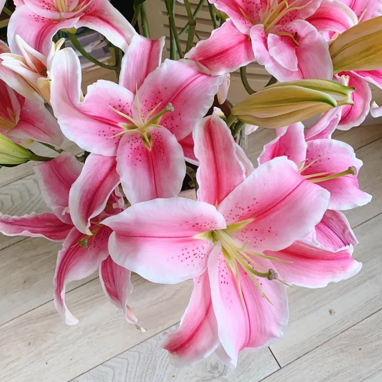 【马龙】香水百合 一单包邮 云南鲜花昆明基地现采现发